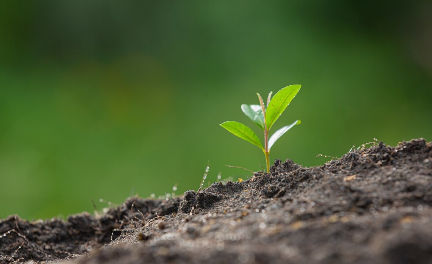 hurtownia nasion warzyw