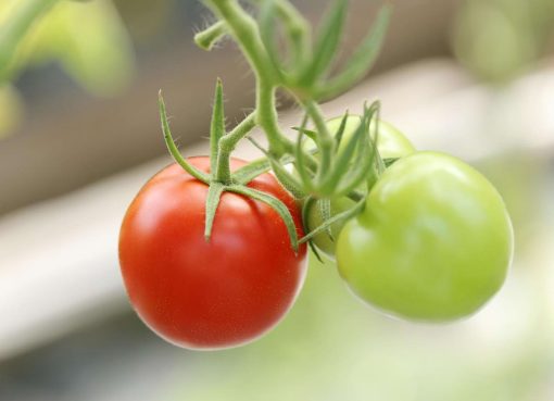 pomidory tunelowe